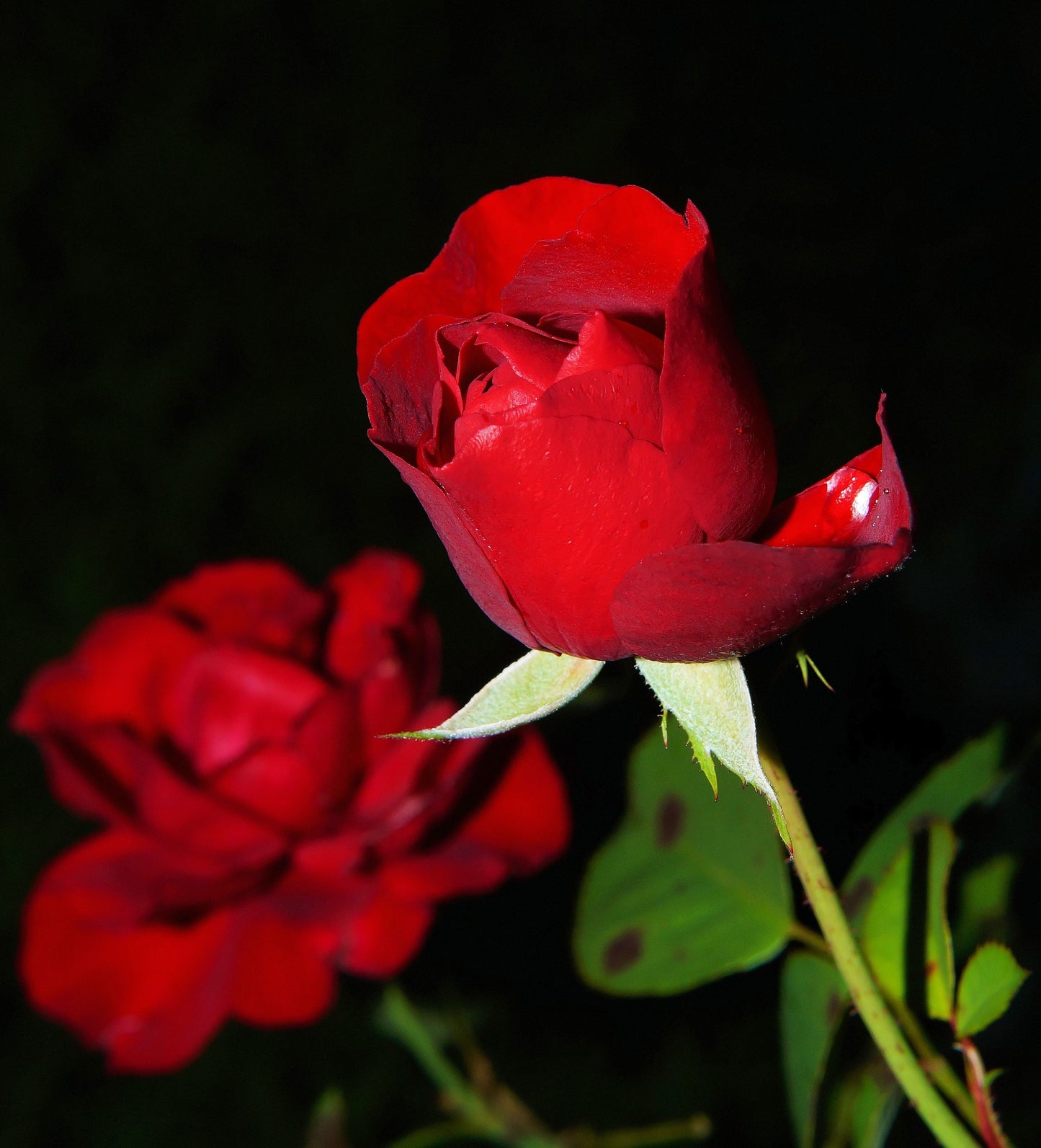 Extra Rose